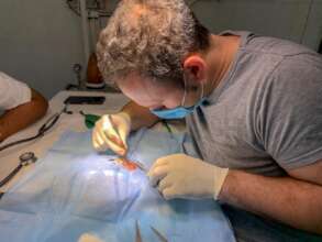 expert volunteer vet is performing Raga's surgery