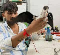 Physiotherapy started for the bird