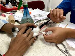 Post-surgery care given by our team