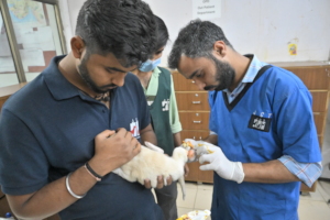 puppy with leg injury treated at jivdaya