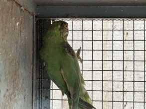Received a parakeet with an eye infection