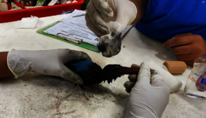 removing oil from blue's eyes