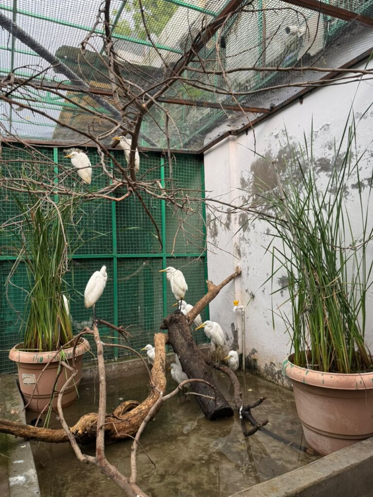 Rescued young birds were recovering in our Aviary