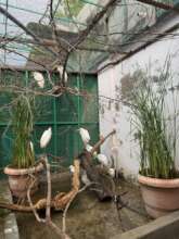 Rescued young birds were recovering in our Aviary