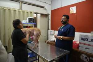 Stray dog came to JCT affected with Dermatophytes