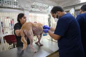 Skin scraping for lab test