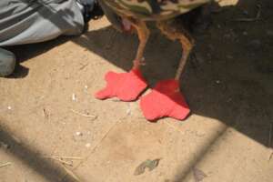 Special foot pad prepared for its recovery