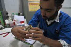 Star tortoise with respiratory problem