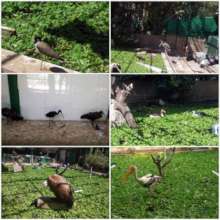 BIRDS IN OUR AVAIRY