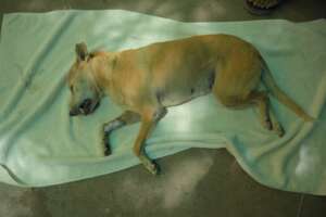 The dog was under anesthesia after the surgery