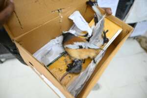 The Treepie was brought to JCT with a glue trap