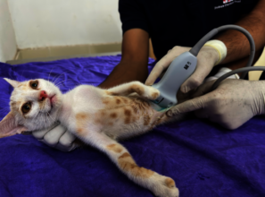 Ultrasonography of the Cat