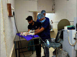 Ultrasound to detect the problem