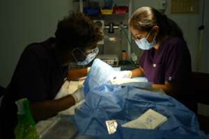 Vets performing an intramedullary pinning surgery
