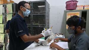 Vet treat a egret