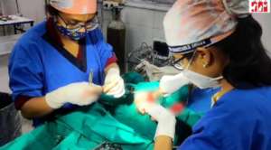 Vets performed surgery to fix the hernia