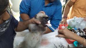 Monkey with head trauma