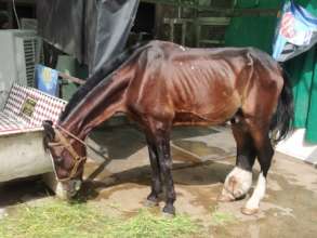 Horse with severe infection