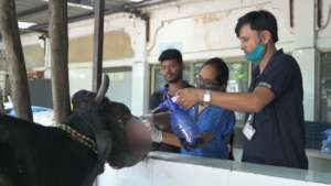 Large animal treatment