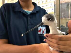 bird was brought to Jivdaya