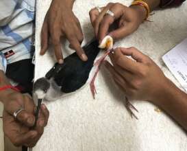 bird was found with an open wound