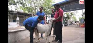 check-up for a mother goat