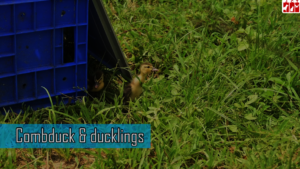 Comb Duck and ducklings released