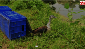 Mother comb duck released