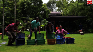 common myna release