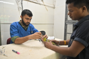 treatment of dehydrated green pigeon