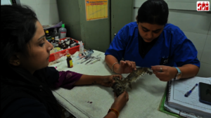 doctor is checking Greta's feathers