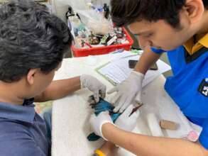 doctor is removing oil from the feathers