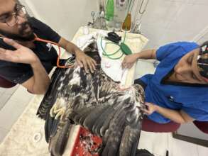 treatment of an imperial eagle