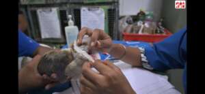 juvenile barn owl oral check-up