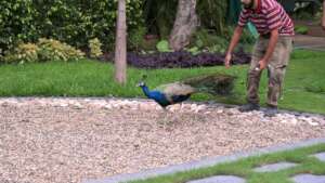 2. peacock release