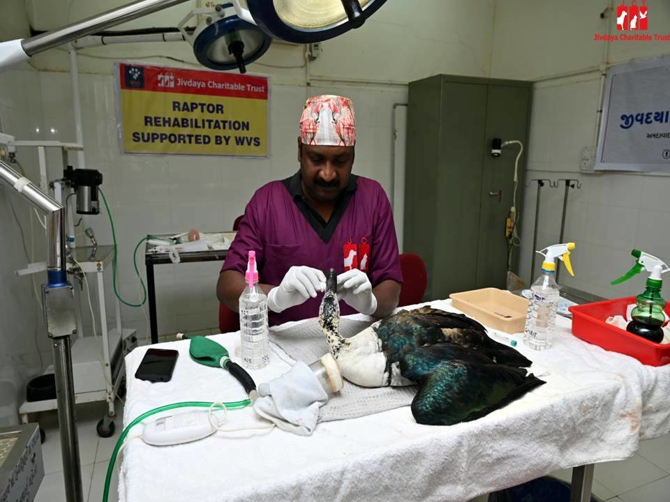 Trauma Care Centre for Stray Animals and Birds