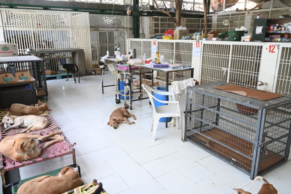 KENNEL FOR UNDERTREATMENT DOGS