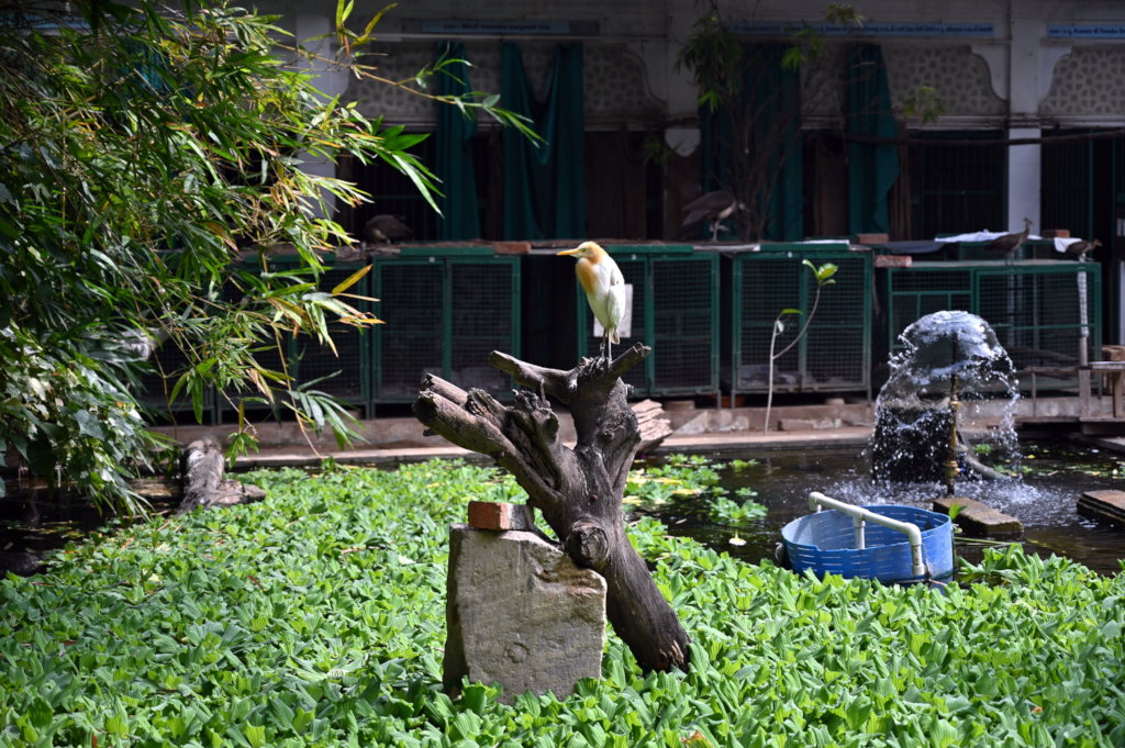 AVIARY FOR UNDERTREATMENT WILD & WATER BIRDS