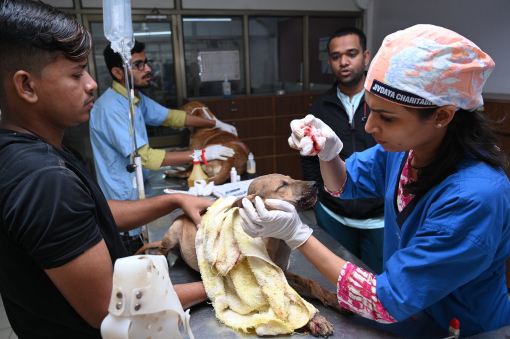 Trauma Care Centre for Stray Animals and Birds