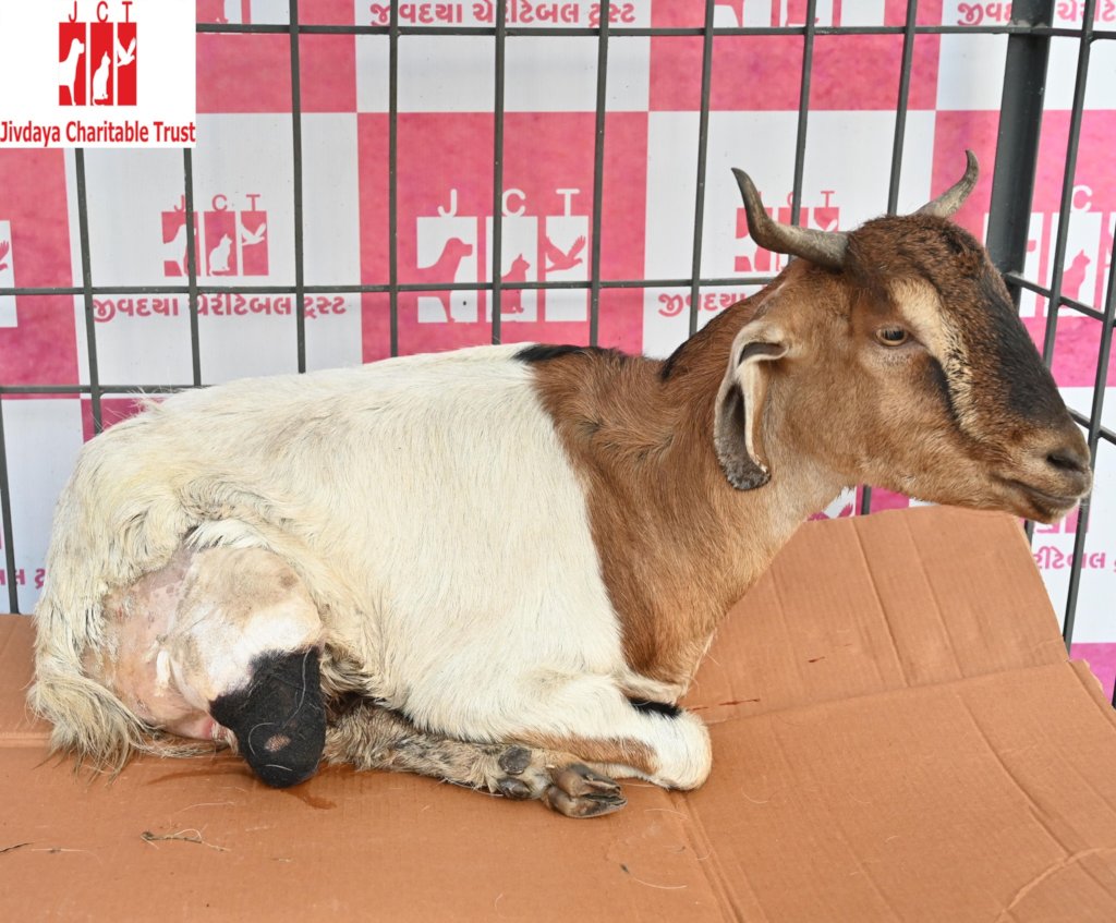 Trauma Care Centre for Stray Animals and Birds