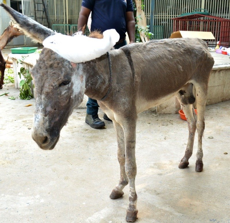 Trauma Care Centre for Stray Animals and Birds