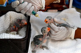 Trauma Care Centre for Stray Animals and Birds