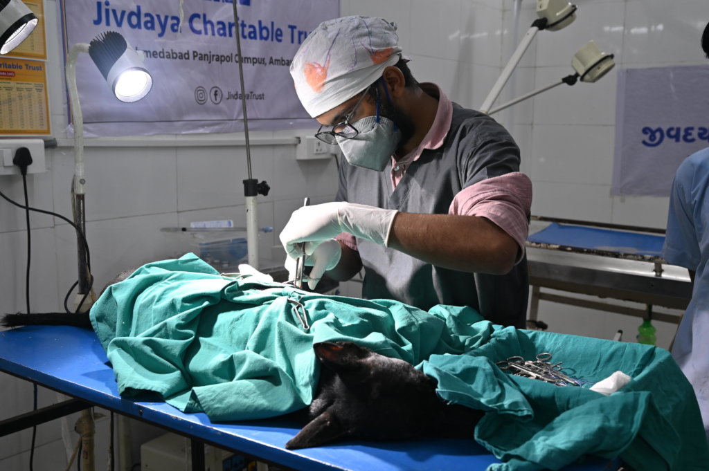 Trauma Care Centre for Stray Animals and Birds
