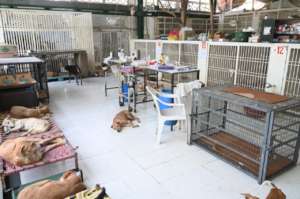 KENNEL FOR UNDERTREATMENT DOGS