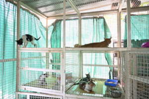 RECOVERY SECTION FOR UNDERTREATMENT CATS