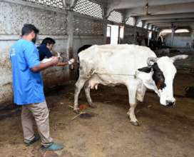 LARGE ANIMAL TREATMENT- COW