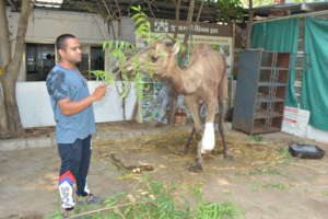LARGE ANIMAL TREATMENT-CAMEL