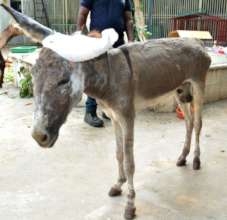 ANIMAL TREATMENT- DONKEY