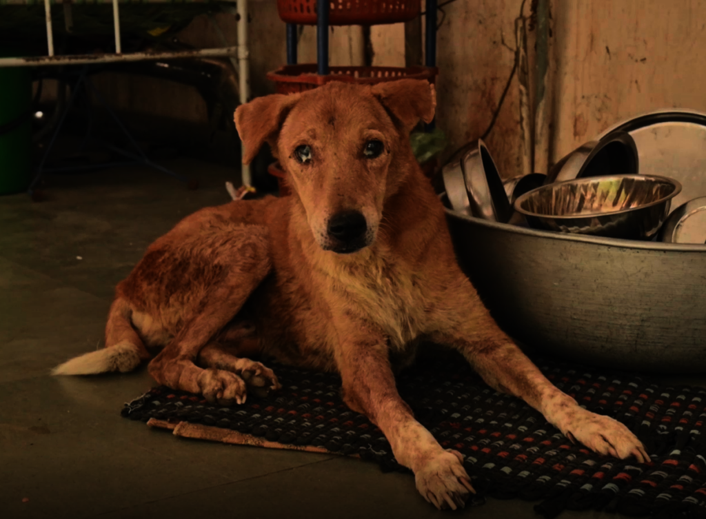 Trauma Care Centre for Stray Animals and Birds