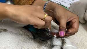 process of removing oil from blue